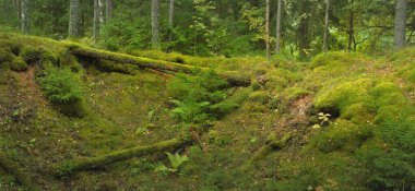 Esrarengiz bir kuzey ormanının aşırı gelişmiş tepeleri. Güçlü ağaçlar, bitkiler, yosun, eğreltiotu. Sonbaharın başı, İskandinavya. Doğa, ekoloji, çevre koruma, eko-turizm, yürüyüş kavramları