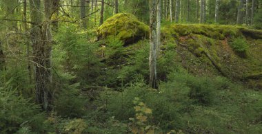 Esrarengiz bir kuzey ormanının aşırı gelişmiş tepeleri. Güçlü ağaçlar, bitkiler, yosun, eğreltiotu. Sonbaharın başı, İskandinavya. Doğa, ekoloji, çevre koruma, eko-turizm, yürüyüş kavramları