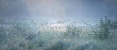 Orman çayırı (çimen) gün doğumunda. Bitkiler, çiy damlaları. Sabah sisi, yumuşak güneş ışığı, güneş ışığı, altın saat. Idyllic manzara. Resimli bir manzara var. Doğa, çevre, ekoloji