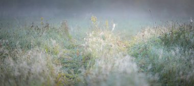 Orman çayırı (çimen) gün doğumunda. Bitkiler, çiy damlaları. Sabah sisi, yumuşak güneş ışığı, güneş ışığı, altın saat. Idyllic manzara. Resimli bir manzara var. Doğa, çevre, ekoloji