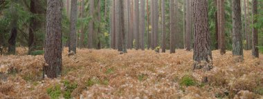 Sonsuz yeşil ormanın içinden geçen yol. Güçlü çam ve çam ağaçları, altın eğreltiotu yaprakları, yosunlar, bitkiler. Yumuşak güneş ışığı. Atmosferik manzara. Sonbahar renkleri. Doğa, mevsimler, ekoloji, ekotuizm