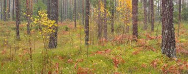 Sonsuz yeşil ormanın içinden geçen yol. Güçlü çam ve çam ağaçları, altın eğreltiotu yaprakları, yosunlar, bitkiler. Yumuşak güneş ışığı. Atmosferik manzara. Sonbahar renkleri. Doğa, mevsimler, ekoloji, ekotuizm