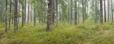 Görkemli Evergreen Ormanı 'nın panoramik manzarası. Güçlü çam ve çam ağaçları, yosun, eğrelti otu, bitkiler. Sis, sis, yumuşak güneş ışığı. Atmosferik manzara. Doğa, çevre, ekoloji. İsveç, İskandinavya