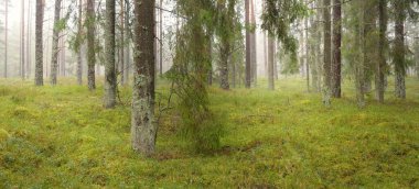 Görkemli Evergreen Ormanı 'nın panoramik manzarası. Güçlü çam ve çam ağaçları, yosun, eğrelti otu, bitkiler. Sis, sis, yumuşak güneş ışığı. Atmosferik manzara. Doğa, çevre, ekoloji. İsveç, İskandinavya