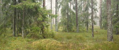Görkemli Evergreen Ormanı 'nın panoramik manzarası. Güçlü çam ve çam ağaçları, yosun, eğrelti otu, bitkiler. Sis, sis, yumuşak güneş ışığı. Atmosferik manzara. Doğa, çevre, ekoloji. İsveç, İskandinavya