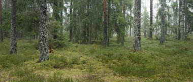 Görkemli Evergreen Ormanı 'nın panoramik manzarası. Güçlü çam ve çam ağaçları, yosun, eğrelti otu, bitkiler. Sis, sis, yumuşak güneş ışığı. Atmosferik manzara. Doğa, çevre, ekoloji. İsveç, İskandinavya
