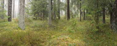 Görkemli Evergreen Ormanı 'nın panoramik manzarası. Güçlü çam ve çam ağaçları, yosun, eğrelti otu, bitkiler. Sis, sis, yumuşak güneş ışığı. Atmosferik manzara. Doğa, çevre, ekoloji. İsveç, İskandinavya