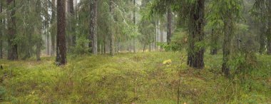 Görkemli Evergreen Ormanı 'nın panoramik manzarası. Güçlü çam ve çam ağaçları, yosun, eğrelti otu, bitkiler. Sis, sis, yumuşak güneş ışığı. Atmosferik manzara. Doğa, çevre, ekoloji. İsveç, İskandinavya