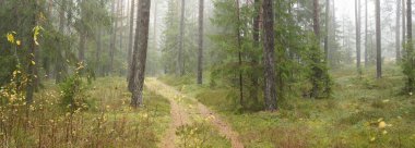 Görkemli Evergreen Ormanı 'na giden yol. Güçlü çam ve çam ağaçları, yosun, eğrelti otu, bitkiler. Sis. Bulutlu bir gün. Atmosferik manzara. Doğa, çevre, ekoloji. İsveç, İskandinavya