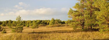 Genç çam ağaçları, yemyeşil orman. Dramatik bir gökyüzü. Idyllic manzara. Baltık doğası. Ekoloji, çevre koruma, ormanların tahrip edilmesi, yeniden ağaçlandırma temaları