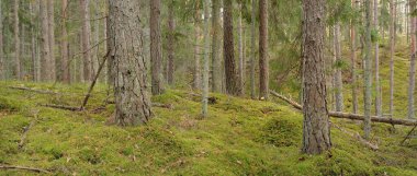 Görkemli çam ormanının tepelerinden geçen yol. Güçlü ağaçlar, yosunlar, bitkiler. Yumuşak günbatımı ışığı. Saf doğa, çevresel koruma, eko-turizm.