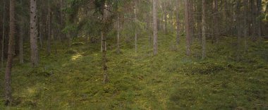 Görkemli çam ormanının tepelerinden geçen yol. Güçlü ağaçlar, yosunlar, bitkiler. Yumuşak günbatımı ışığı. Saf doğa, çevresel koruma, eko-turizm.