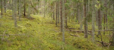 Görkemli çam ormanının tepelerinden geçen yol. Güçlü ağaçlar, yosunlar, bitkiler. Yumuşak günbatımı ışığı. Saf doğa, çevresel koruma, eko-turizm.