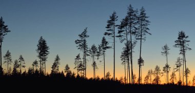 Günbatımında Evergreen Ormanı. Güçlü çam ağaçlarının karanlık siluetleri. Gökyüzü açık. Atmosferik manzara. Doğa, çevre koruma, ormanların tahrip edilmesi, yeniden ağaçlandırılması
