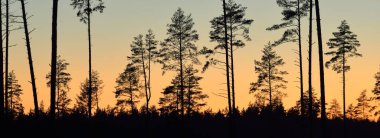 Günbatımında Evergreen Ormanı. Güçlü çam ağaçlarının karanlık siluetleri. Gökyüzü açık. Atmosferik manzara. Doğa, çevre koruma, ormanların tahrip edilmesi, yeniden ağaçlandırılması