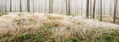 Beyaz bir sis içinde her zaman yeşil olan ormanın içinden geçen bir yol. Çam ağaçları, yosun, eğrelti otu, bitkiler. Resimli panoramik manzara. Sonbahar, kışın başlangıcı. Saf doğa, çevresel koruma, ekoloji