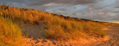Dramatik günbatımı gökyüzü, Baltık deniz kıyısında fırtına bulutları. Kum çimi (Ammophila). Yumuşak güneş ışığı, altın saat. Doğa, çevre, ekoloji, botanik
