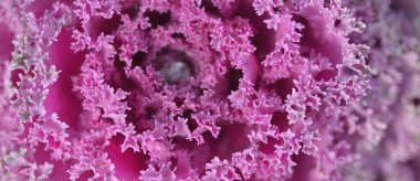 Yeşil bir yaz bahçesinde dekoratif lavanta lahanası (lavanta lahanası). Çiy damlaları, yumuşak güneş ışığı. Doğal dokular. Peyzaj, bahçıvanlık, kırsal, çiftlik, çiçekçilik.