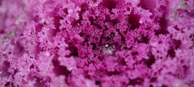 Yeşil bir yaz bahçesinde dekoratif lavanta lahanası (lavanta lahanası). Çiy damlaları, yumuşak güneş ışığı. Doğal dokular. Peyzaj, bahçıvanlık, kırsal, çiftlik, çiçekçilik.