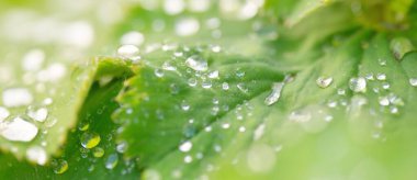 Taze yeşil yapraklar, kristal berrak çiy damlaları, aşırı yakın çekim. Doğal doku, arka plan, makro fotoğrafçılık. Saf doğa, ekoloji, çevre