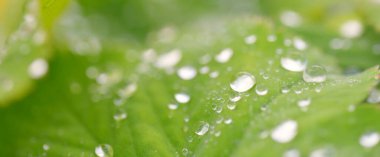 Taze yeşil yapraklar, kristal berrak çiy damlaları, aşırı yakın çekim. Doğal doku, arka plan, makro fotoğrafçılık. Saf doğa, ekoloji, çevre
