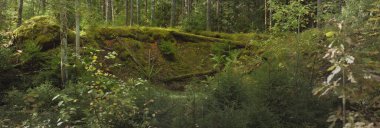 Esrarengiz bir kuzey ormanının aşırı gelişmiş tepeleri. Güçlü ağaçlar, bitkiler, yosun, eğreltiotu. Sonbaharın başı, İskandinavya. Doğa, ekoloji, çevre koruma, eko-turizm, yürüyüş kavramları