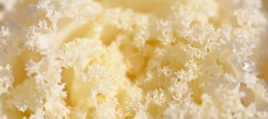 Yeşil bir yaz bahçesinde dekoratif süs lahana (beyaz lahana). Çiy damlaları, yumuşak güneş ışığı. Doğal dokular. Peyzaj, bahçıvanlık, kırsal, çiftlik, çiçekçilik.