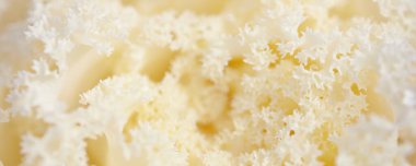 Yeşil bir yaz bahçesinde dekoratif süs lahana (beyaz lahana). Çiy damlaları, yumuşak güneş ışığı. Doğal dokular. Peyzaj, bahçıvanlık, kırsal, çiftlik, çiçekçilik.