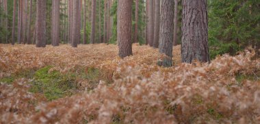 Sonsuz yeşil ormanın içinden geçen yol. Güçlü çam ve çam ağaçları, altın eğreltiotu yaprakları, yosunlar, bitkiler. Yumuşak güneş ışığı. Atmosferik manzara. Sonbahar renkleri. Doğa, mevsimler, ekoloji, ekotuizm