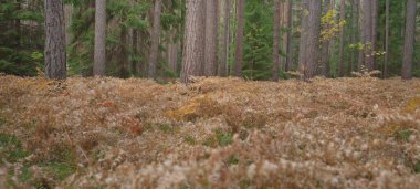 Sonsuz yeşil ormanın içinden geçen yol. Güçlü çam ve çam ağaçları, altın eğreltiotu yaprakları, yosunlar, bitkiler. Yumuşak güneş ışığı. Atmosferik manzara. Sonbahar renkleri. Doğa, mevsimler, ekoloji, ekotuizm
