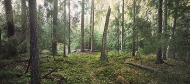 Görkemli Evergreen Ormanı 'nın tepelerinden geçen yol. Güçlü çam ve çam ağaçları. Yumuşak altın gün batımı ışığı. Idyllic sonbahar sahnesi. Doğa, mevsimler, çevre, eko-turizm
