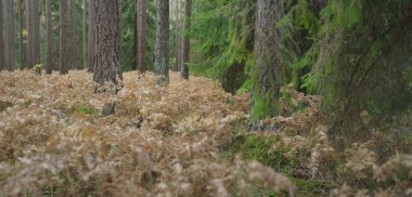 Sonsuz yeşil ormanın içinden geçen yol. Güçlü çam ve çam ağaçları, altın eğreltiotu yaprakları, yosunlar, bitkiler. Yumuşak güneş ışığı. Atmosferik manzara. Sonbahar renkleri. Doğa, mevsimler, ekoloji, ekotuizm