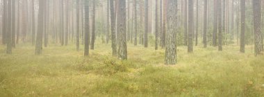 Görkemli Evergreen Ormanı 'nın panoramik manzarası. Güçlü çam ve çam ağaçları, yosun, eğrelti otu, bitkiler. Sis, sis, yumuşak güneş ışığı. Atmosferik manzara. Doğa, çevre, ekoloji. İsveç, İskandinavya