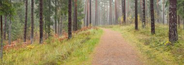 Görkemli Evergreen Ormanı 'na giden yol. Güçlü çam ve çam ağaçları, yosun, eğrelti otu, bitkiler. Sis. Bulutlu bir gün. Atmosferik manzara. Doğa, çevre, ekoloji. İsveç, İskandinavya