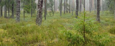 Görkemli Evergreen Ormanı 'nın panoramik manzarası. Güçlü çam ve çam ağaçları, yosun, eğrelti otu, bitkiler. Sis, sis, yumuşak güneş ışığı. Atmosferik manzara. Doğa, çevre, ekoloji. İsveç, İskandinavya