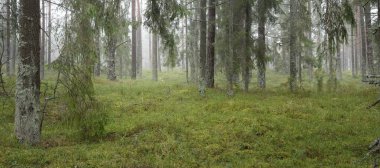 Görkemli Evergreen Ormanı 'nın panoramik manzarası. Güçlü çam ve çam ağaçları, yosun, eğrelti otu, bitkiler. Sis, sis, yumuşak güneş ışığı. Atmosferik manzara. Doğa, çevre, ekoloji. İsveç, İskandinavya