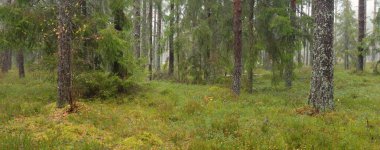 Panoramic view of the majestic evergreen forest. Mighty pine and spruce trees, moss, fern, plants. Fog, mist, soft sunlight. Atmospheric landscape. Nature, environment, ecology. Sweden, Scandinavia