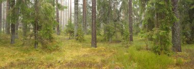 Görkemli Evergreen Ormanı 'nın panoramik manzarası. Güçlü çam ve çam ağaçları, yosun, eğrelti otu, bitkiler. Sis, sis, yumuşak güneş ışığı. Atmosferik manzara. Doğa, çevre, ekoloji. İsveç, İskandinavya