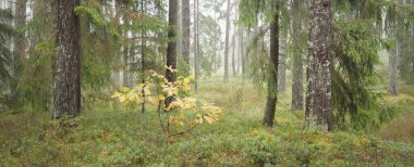 Görkemli Evergreen Ormanı 'nın panoramik manzarası. Güçlü çam ve çam ağaçları, yosun, eğrelti otu, bitkiler. Sis, sis, yumuşak güneş ışığı. Atmosferik manzara. Doğa, çevre, ekoloji. İsveç, İskandinavya
