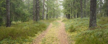 Görkemli Evergreen Ormanı 'na giden yol. Güçlü çam ve çam ağaçları, yosun, eğrelti otu, bitkiler. Sis. Bulutlu bir gün. Atmosferik manzara. Doğa, çevre, ekoloji. İsveç, İskandinavya