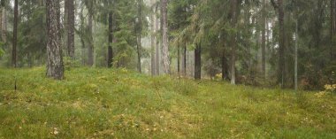 Görkemli Evergreen Ormanı 'nın panoramik manzarası. Güçlü çam ve çam ağaçları, yosun, eğrelti otu, bitkiler. Sis, sis, yumuşak güneş ışığı. Atmosferik manzara. Doğa, çevre, ekoloji. İsveç, İskandinavya