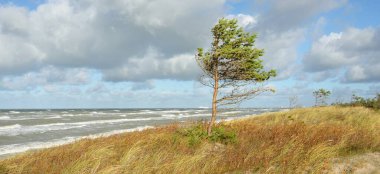 Yağmurdan sonra Baltık kıyıları. Kum tepeleri, kum tepeleri, yalnız ağaçlar. Dramatik günbatımı gökyüzü, parlayan fırtına bulutları, rüzgar. Resimli panoramik manzara. Doğa, çevre, değişken hava, kasırga