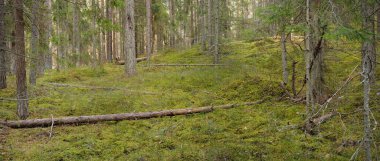Görkemli çam ormanının tepelerinden geçen yol. Güçlü ağaçlar, yosunlar, bitkiler. Yumuşak günbatımı ışığı. Saf doğa, çevresel koruma, eko-turizm.
