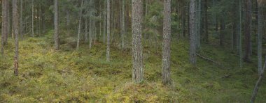 Görkemli çam ormanının tepelerinden geçen yol. Güçlü ağaçlar, yosunlar, bitkiler. Yumuşak günbatımı ışığı. Saf doğa, çevresel koruma, eko-turizm.