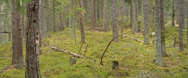 Görkemli çam ormanının tepelerinden geçen yol. Güçlü ağaçlar, yosunlar, bitkiler. Yumuşak günbatımı ışığı. Saf doğa, çevresel koruma, eko-turizm.