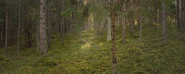 Görkemli çam ormanının tepelerinden geçen yol. Güçlü ağaçlar, yosunlar, bitkiler. Yumuşak günbatımı ışığı. Saf doğa, çevresel koruma, eko-turizm.