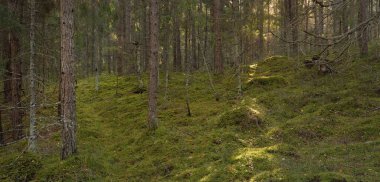 Görkemli çam ormanının tepelerinden geçen yol. Güçlü ağaçlar, yosunlar, bitkiler. Yumuşak günbatımı ışığı. Saf doğa, çevresel koruma, eko-turizm.