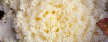 Yeşil bir yaz bahçesinde dekoratif süs lahana (beyaz lahana). Çiy damlaları, yumuşak güneş ışığı. Doğal dokular. Peyzaj, bahçıvanlık, kırsal, çiftlik, çiçekçilik.