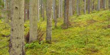 Esrarengiz bir kuzey ormanının aşırı gelişmiş tepeleri. Güçlü ağaçlar, bitkiler, yosun, eğreltiotu. Sonbaharın başı, İskandinavya. Doğa, ekoloji, çevre koruma, eko-turizm, yürüyüş kavramları