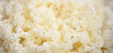 Yeşil bir yaz bahçesinde dekoratif süs lahana (beyaz lahana). Çiy damlaları, yumuşak güneş ışığı. Doğal dokular. Peyzaj, bahçıvanlık, kırsal, çiftlik, çiçekçilik.